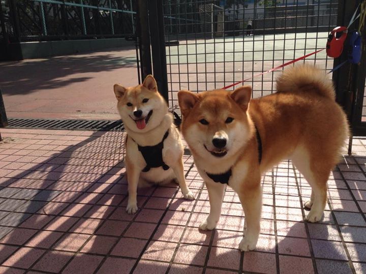 “弯道飞旋:漂移中的速度极限”,3d弯道漂移赛