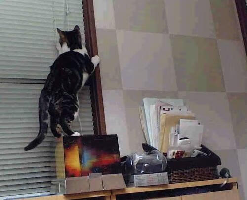 【比分追踪】本周最激烈的五场比赛实时分析，比分情况