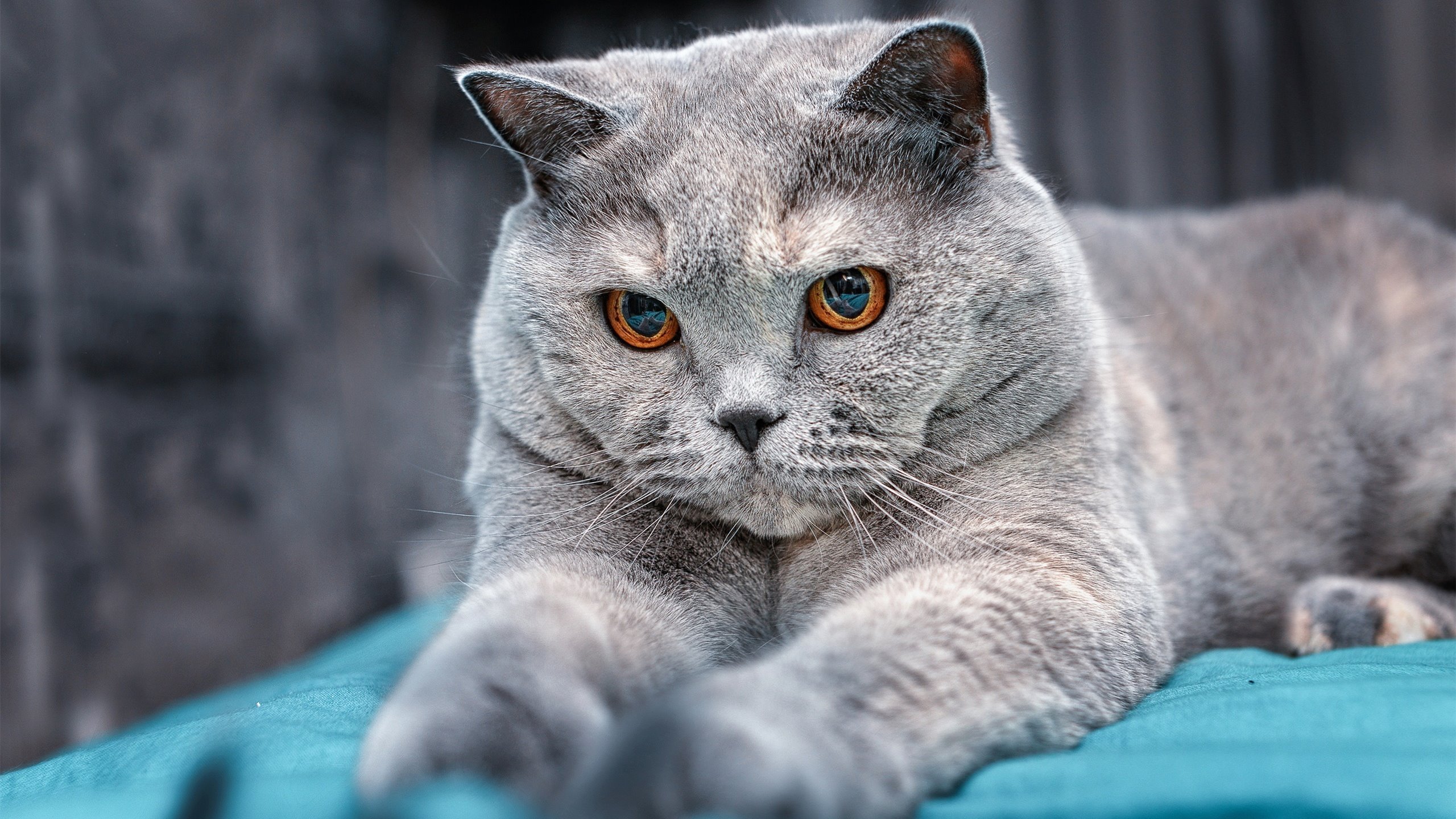 史上最年轻“欧洲金靴”冠军归来，未来可期，欧洲最年轻mvp