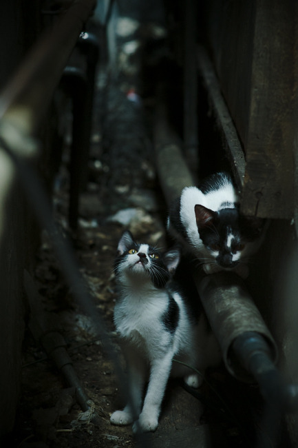 爱游戏官方-_家庭趣味运动日：亲子互动乐趣多_，家庭趣味运动会图片