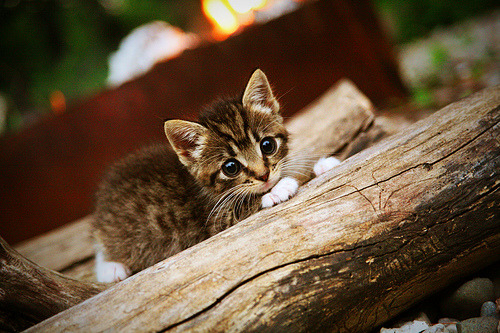 《Dota 2国际邀请赛,Team Secret feat. 胜出激烈争夺》,dota2国际邀请赛ti5